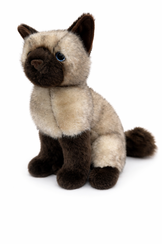 Chai Siamese Cat